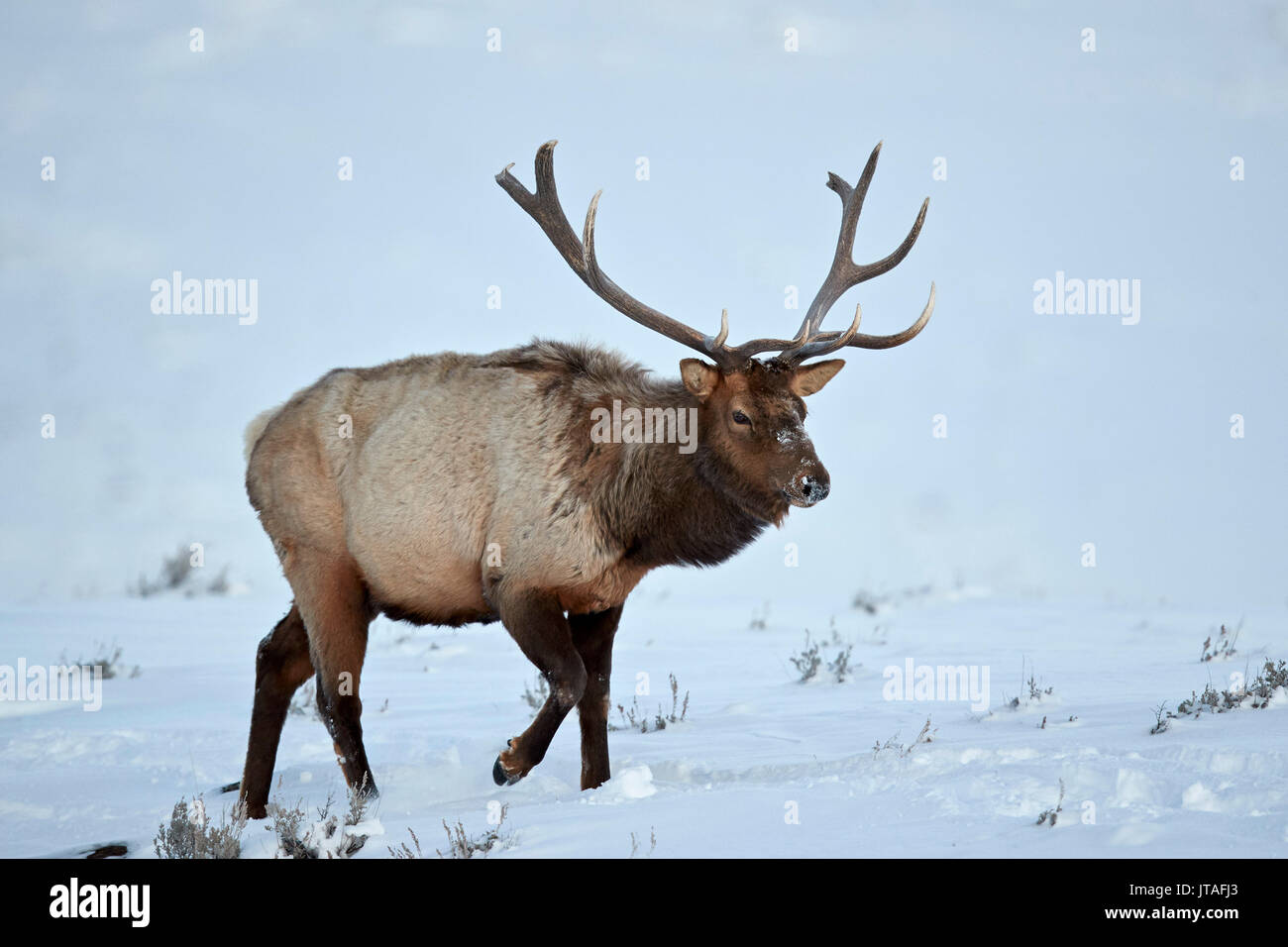 Wapiti (Cervus canadensis) Stier im Schnee im Winter, Yellowstone National Park, Wyoming, Vereinigte Staaten von Amerika, Nordamerika Stockfoto