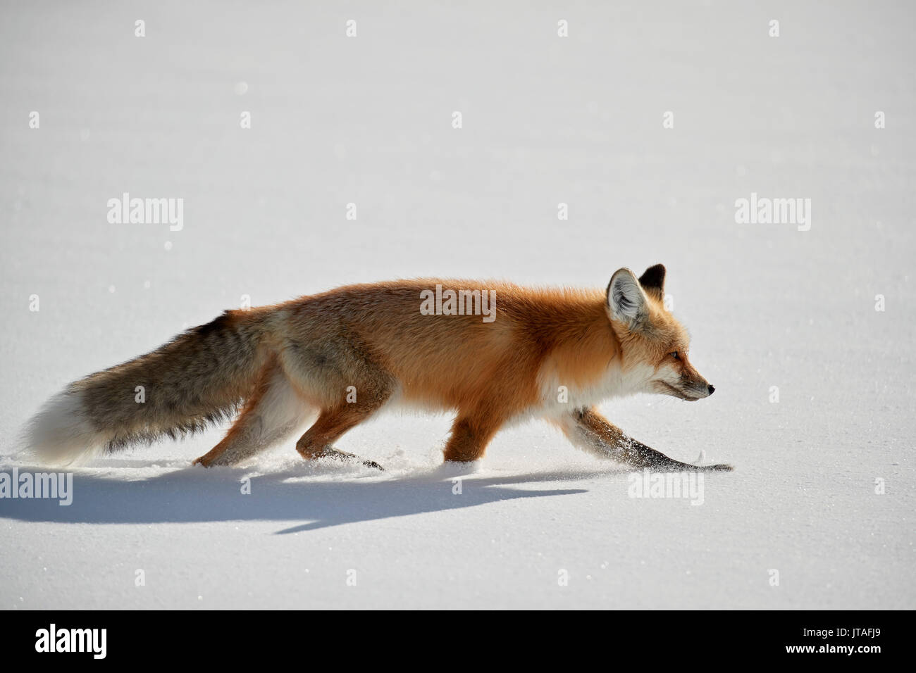 Red Fox (Vulpes vulpes) (Vulpes fulva) Laufen im Winter im Schnee, Grand Teton National Park, Wyoming, USA, Nordamerika Stockfoto