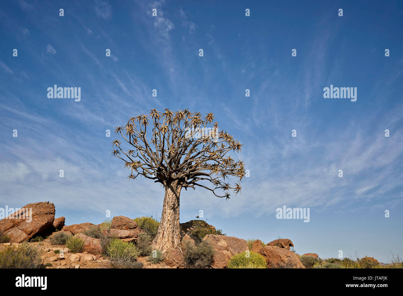 Köcher Baum (Kokerboom) (Aloe Dichotoma), Namakwa, Namaqualand, Südafrika, Afrika Stockfoto