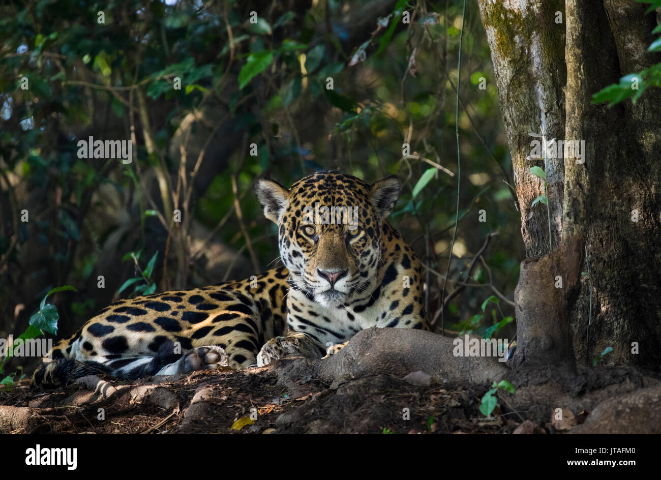 Jaguar (Panthera onca) Pantanal, Mato Grosso do Sul, Brasilien. Stockfoto