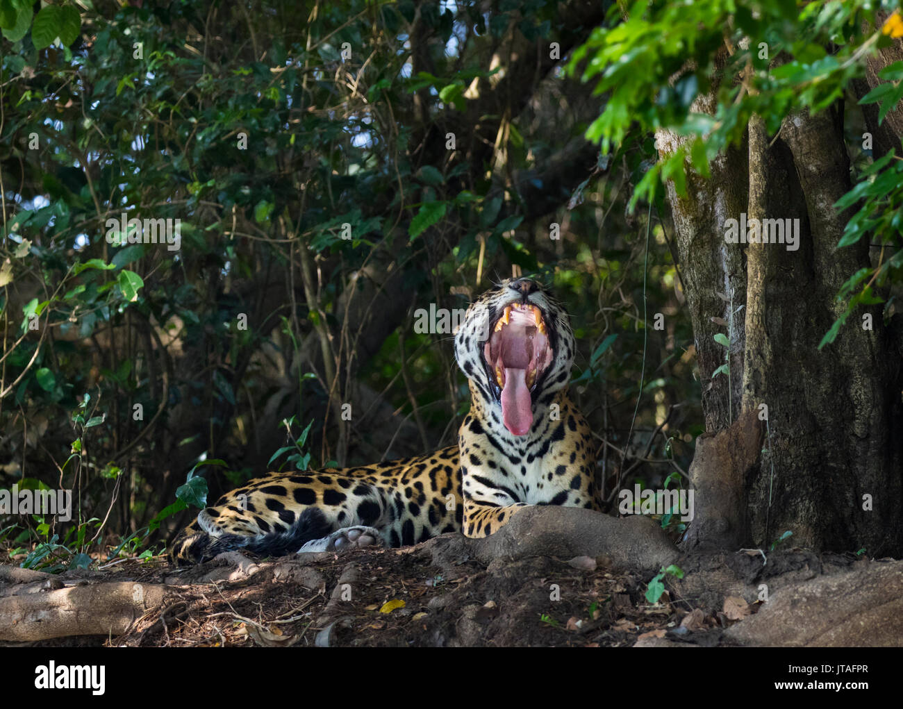 Jaguar (Panthera onca) Gähnen, Pantanal, Mato Grosso do Sul, Brasilien. Stockfoto
