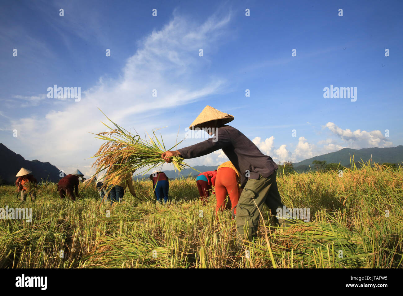 Die Bauern in den Reisfeldern in der Landschaft im ländlichen Raum arbeiten, Laos, Indochina, Südostasien, Asien Stockfoto