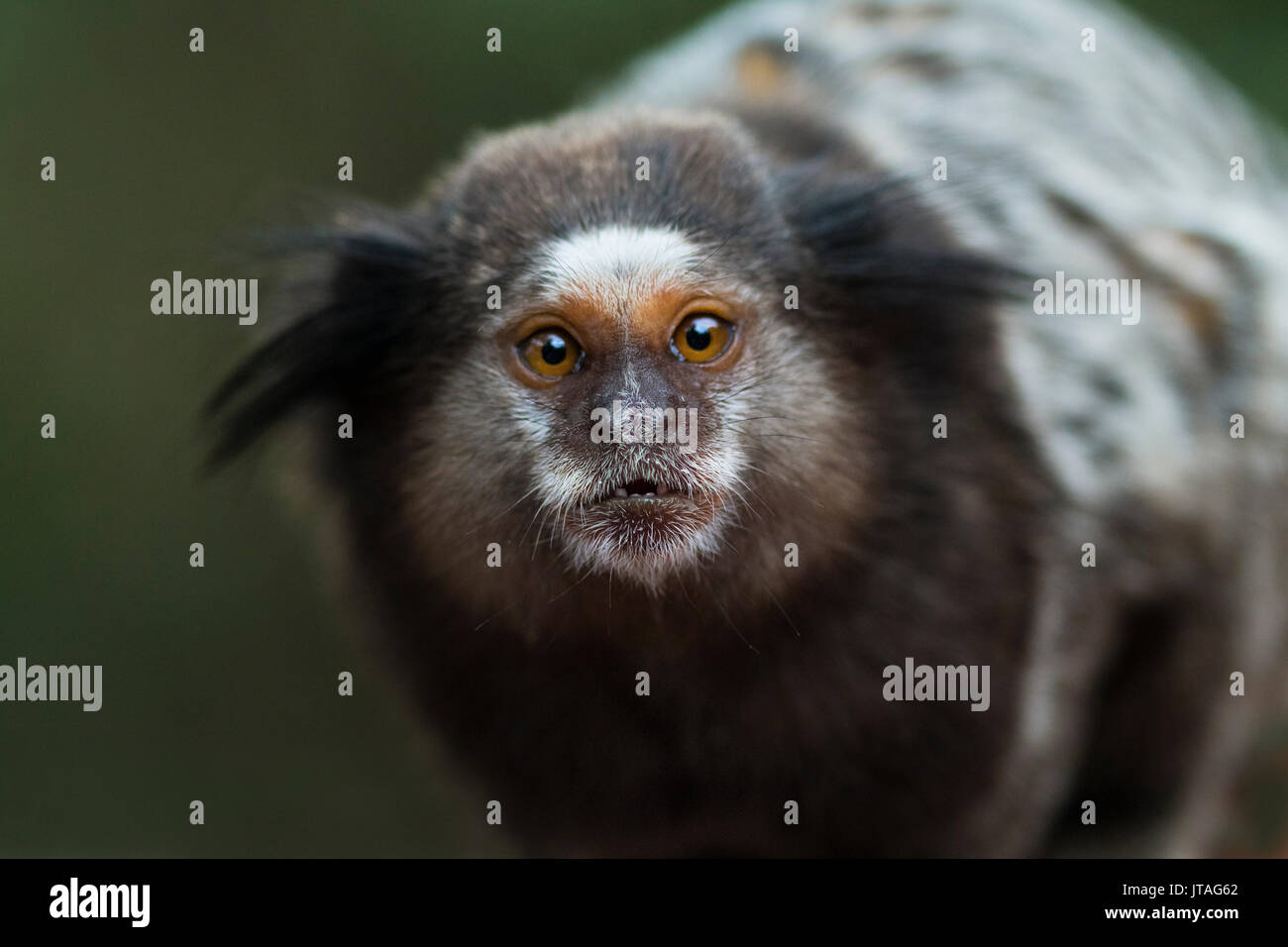Schwarz Getuftete - Ohr Marmosetten (Callithrix penicillata) Ilha Grande, Brasilien, Südamerika. Stockfoto