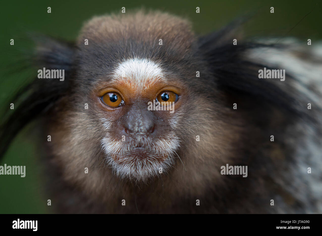 Schwarz Getuftete - Ohr Marmosetten (Callithrix penicillata) Ilha Grande, Brasilien, Südamerika. Stockfoto