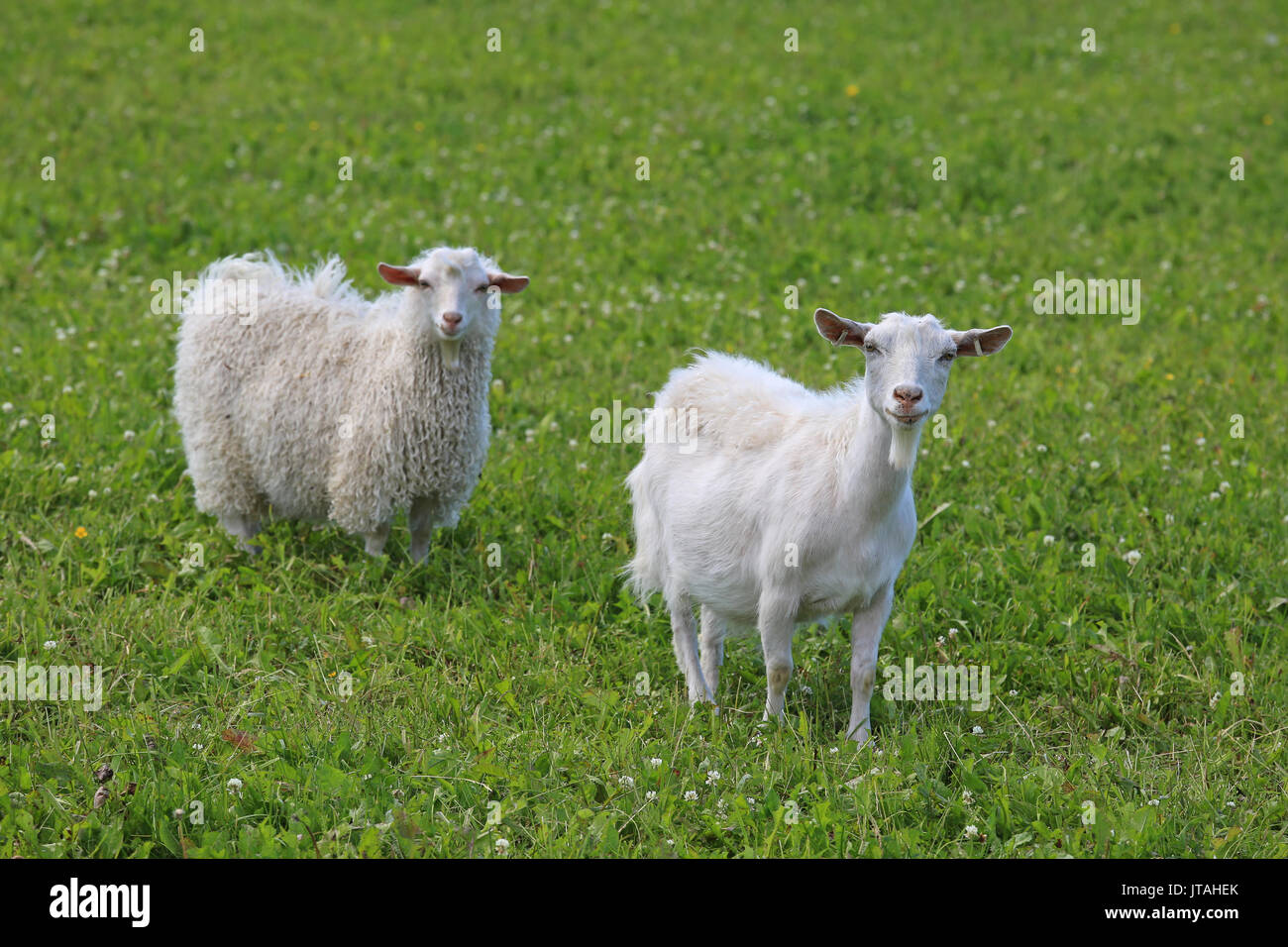 Zwei neugierige weiße Ziegen auf der grünen Wiese Wiese, konzentrieren sich auf das Tier auf der rechten Seite. Stockfoto