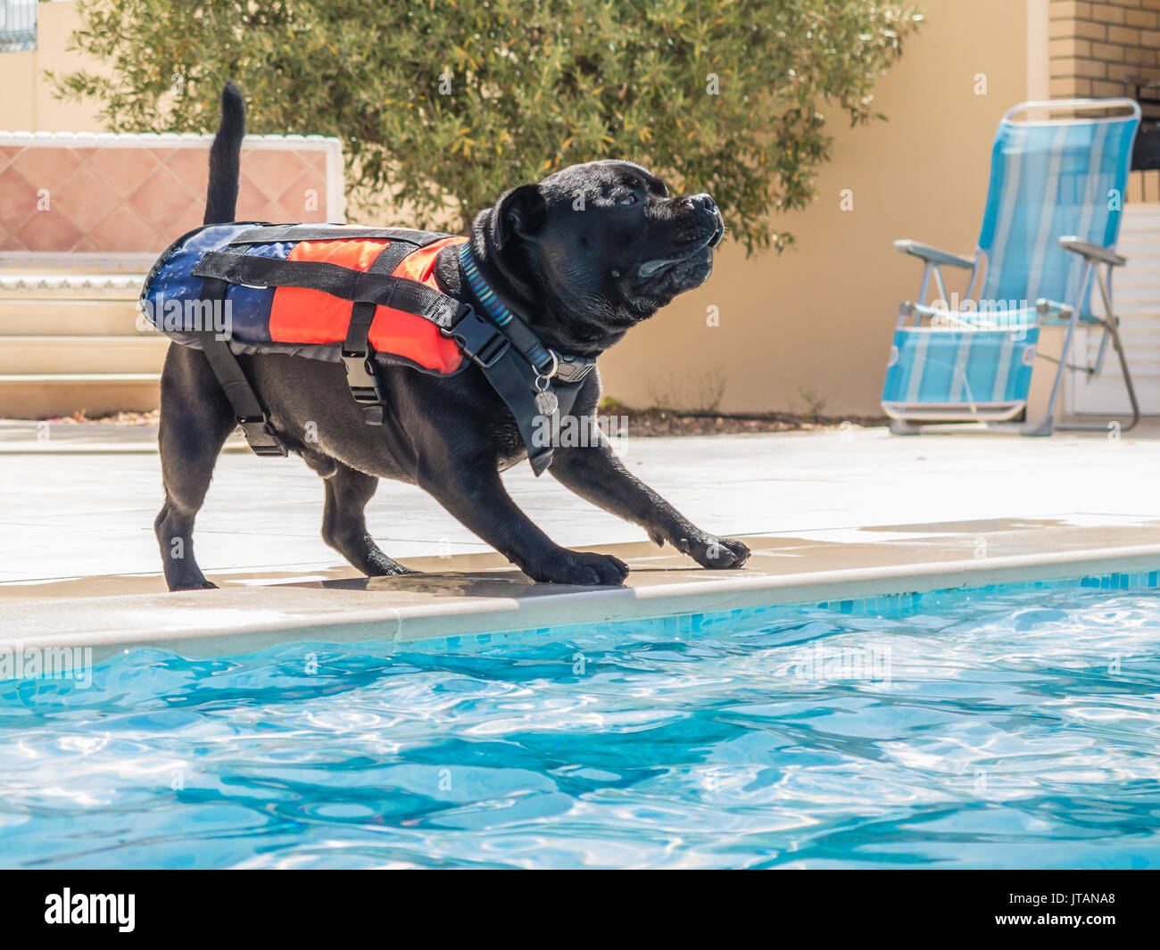 Staffordshire Bull Terrier Hund trägt ein Leben jcaket, Schwimmweste an der Seite des Pools, glücklich und sicher spielen. Stockfoto