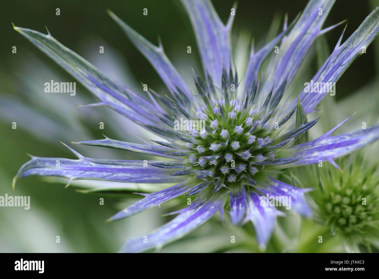 Eryngium bourgatii "Picos Blue", eine lebendige Blue Sea Holly, in einem Englischen Garten Grenze im Sommer (Juni), UK Stockfoto