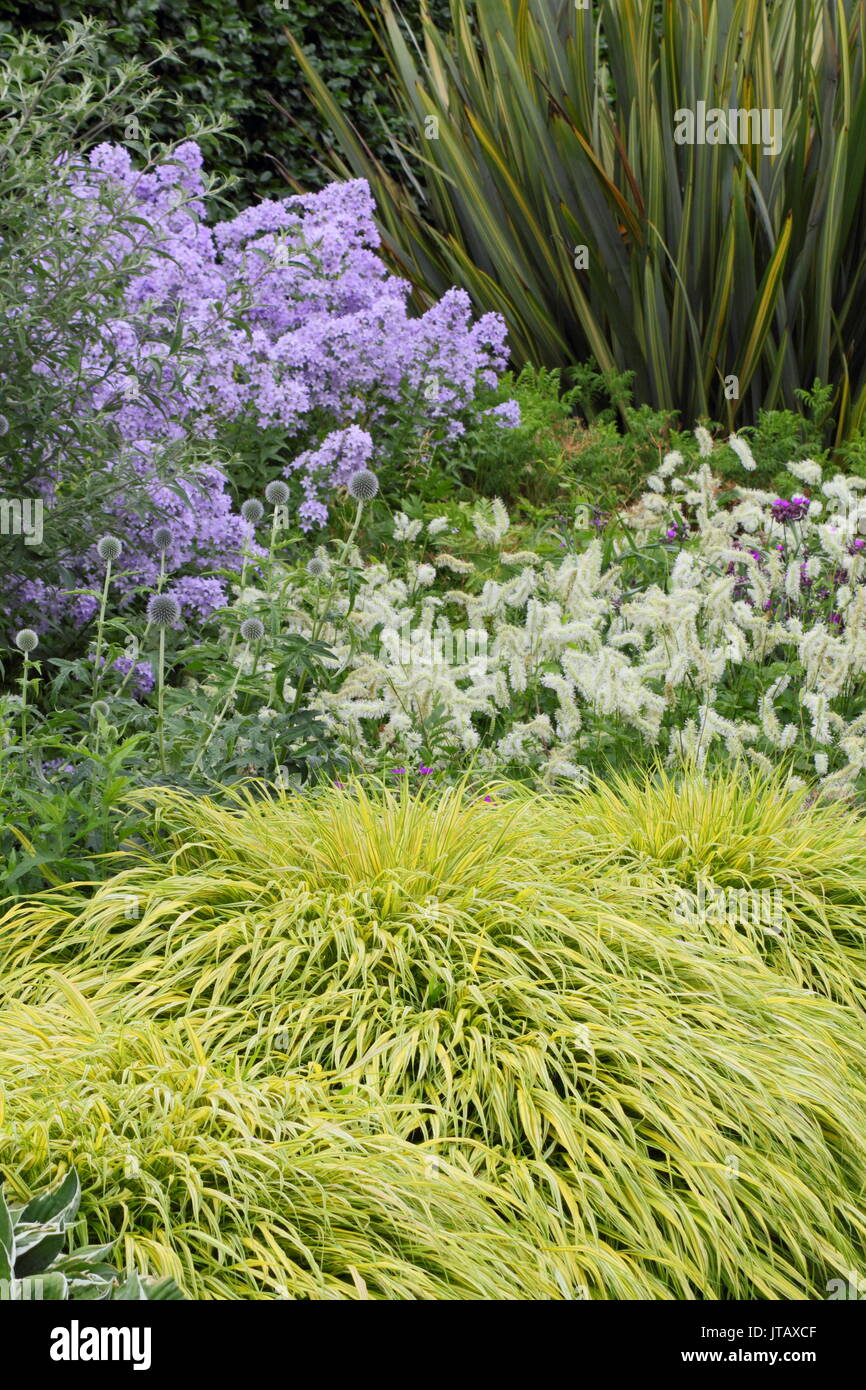 Lila, Weiß und Grün Pflanzen im Sommer Grenze mit Phlox paniculata 'Prichard'S Sorte, hebes, echinops und hakonechloa macra 'aureola' Stockfoto