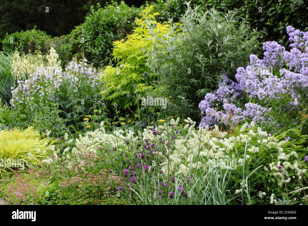 Lila, Weiß und Grün Pflanzen im Sommer Grenze mit Phlox paniculata 'Prichard'S Sorte, hebes, Verbena bonariensis und hakonechloa macra 'aureola' Stockfoto