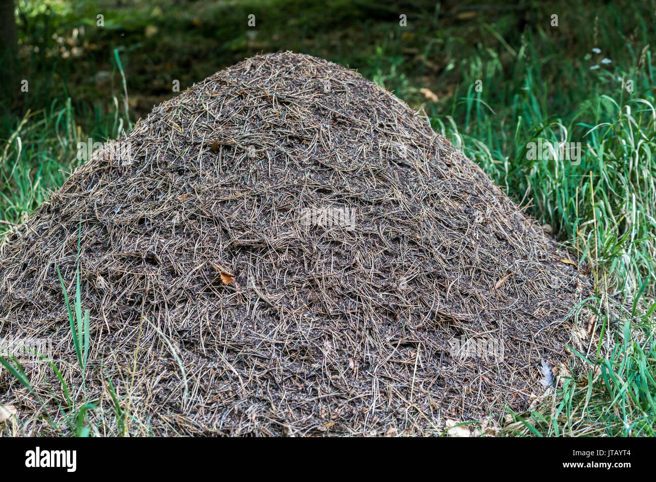 Ameisennest, Formica rufa, Antholzerwald, Ameisenhügel, Ameisennest, Tschechische Republik Stockfoto