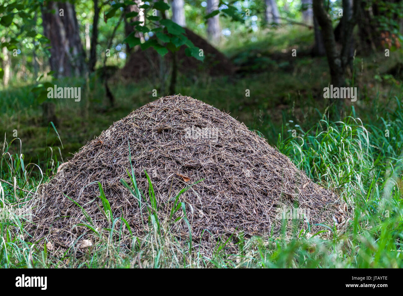 Ameisennest aus Holz, Formica rufa, Anthill Forest, Ant Hill, Ameisennest, Tschechische Republik Wald Wildtiere Tierbau Nest, Wald Ameisen Formica Nisting Stockfoto