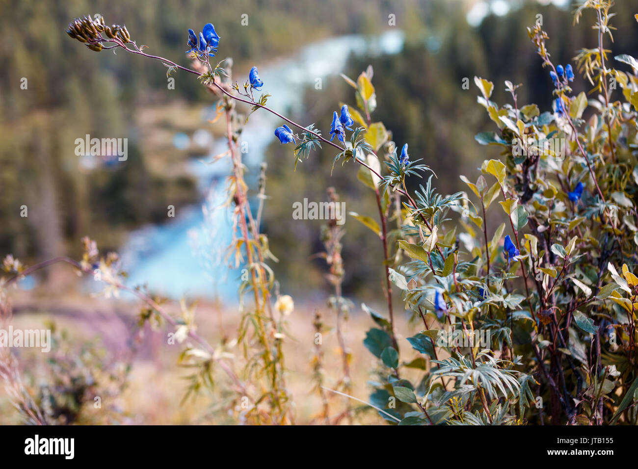 Schönen blauen wilden Blumen. Im Vordergrund. Schöne Sicht auf die Berge und den See. Kucherla See. Altay. Stockfoto