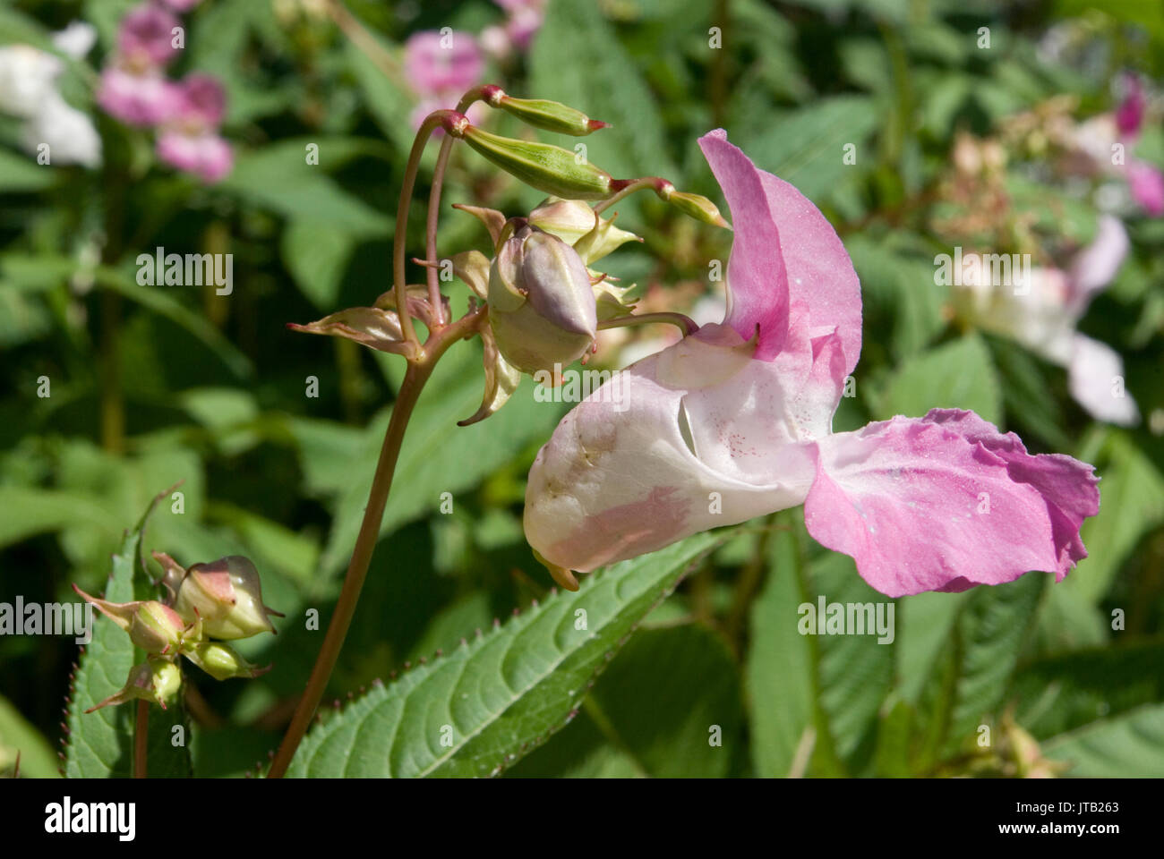 Drüsige Springkraut Stockfoto