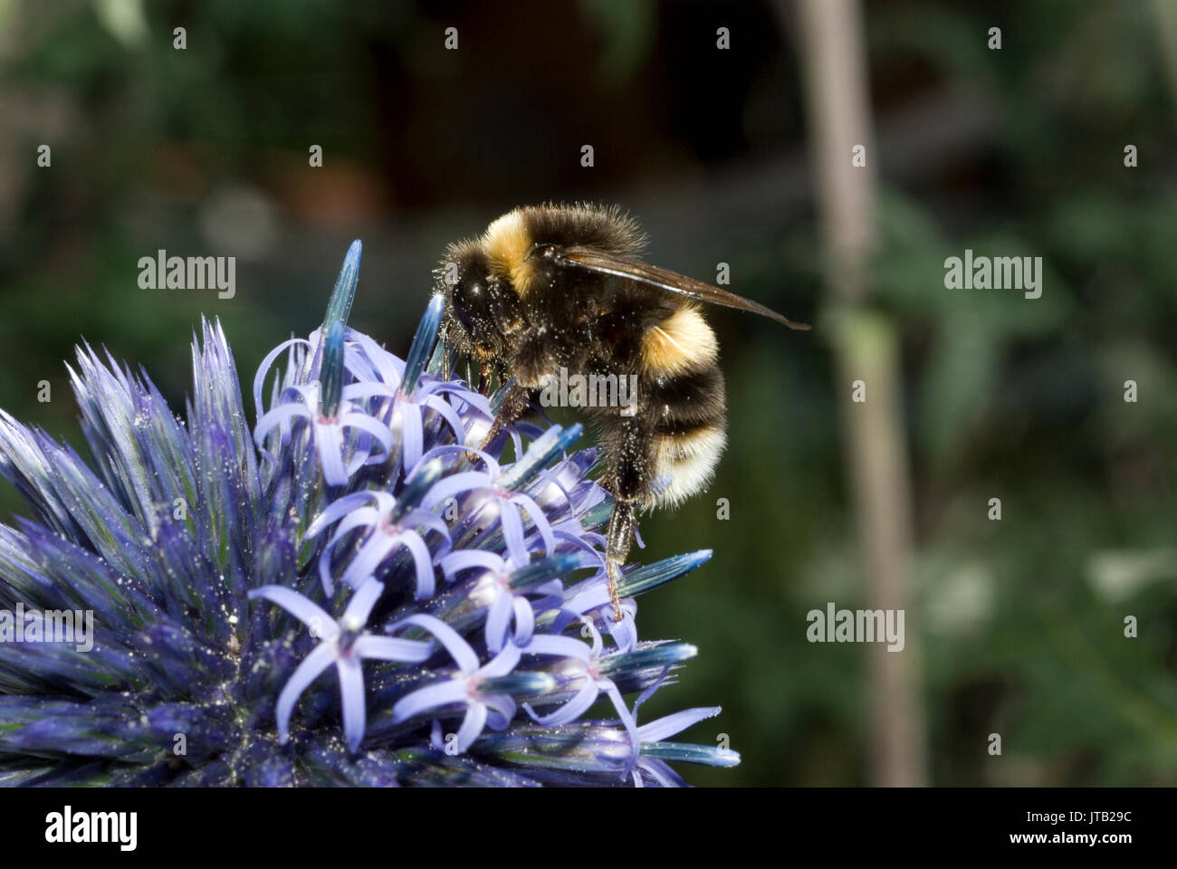 Globus Thistle Stockfoto