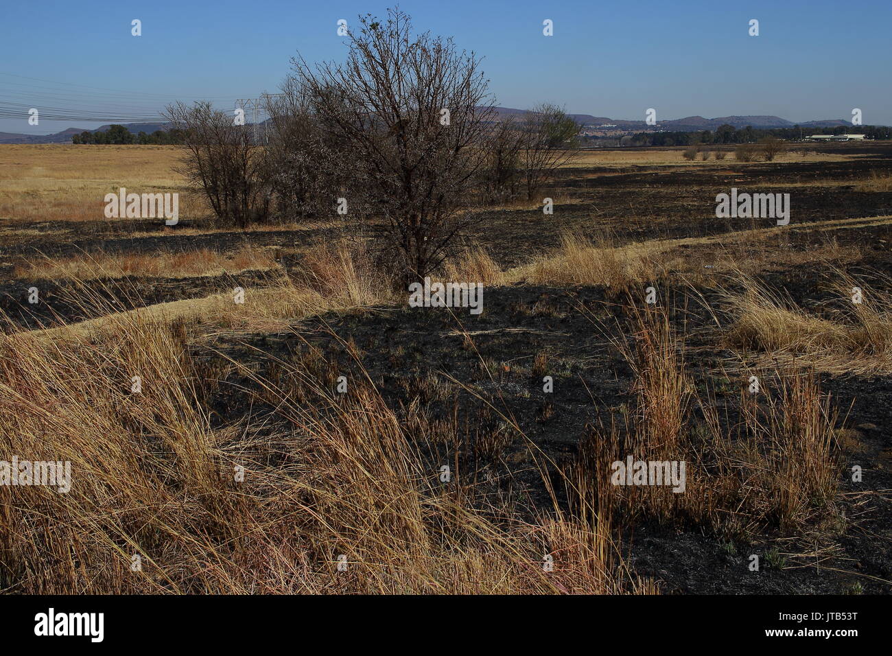 Saisonale Brände im Winter auf dem Highveld natürlichen Region der Provinz Gauteng in Südafrika brennen altes Gras zur Sicherstellung, dass neue im Frühjahr Weiden Stockfoto