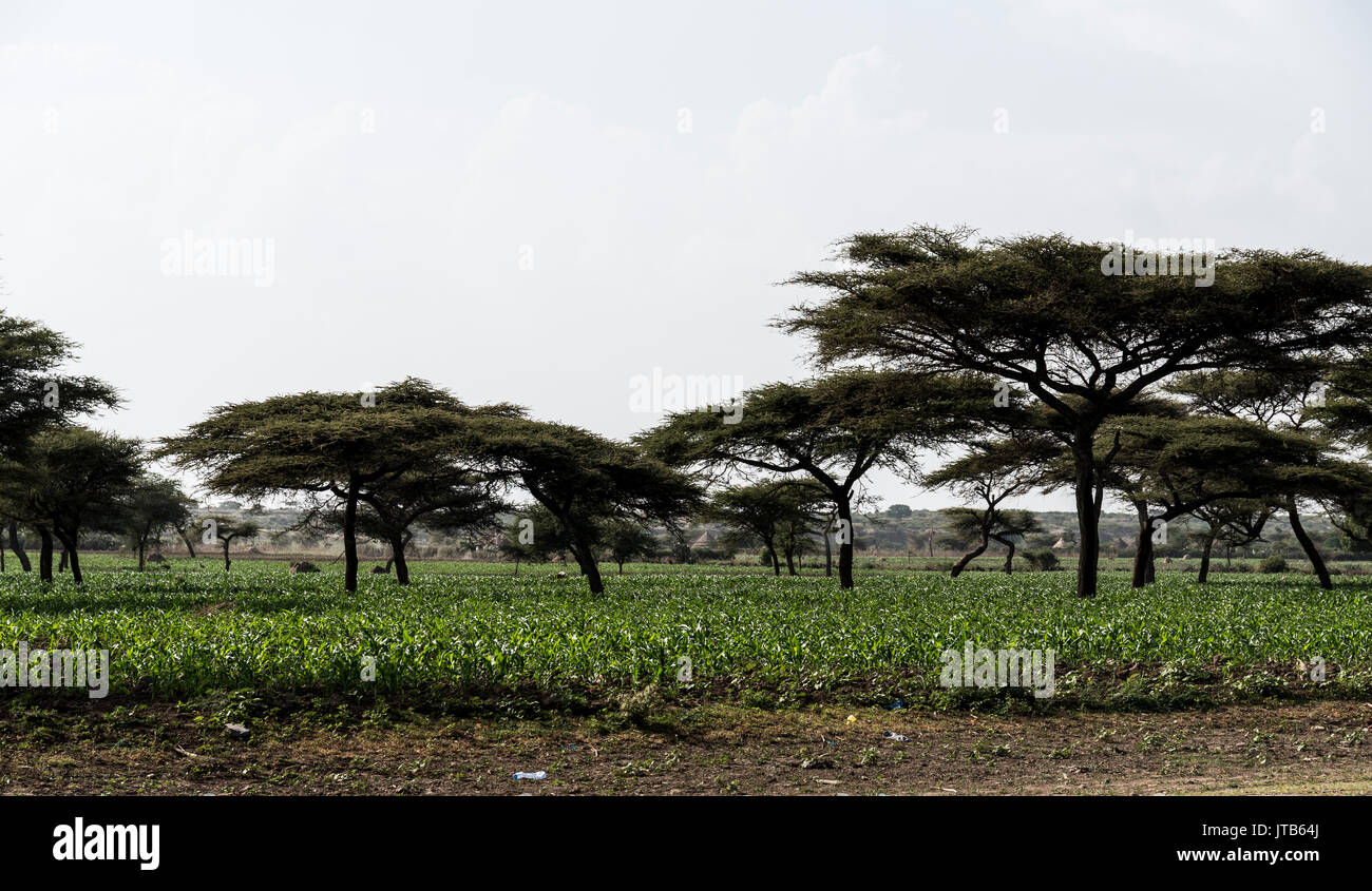 Acacias Baum in Addis Ababa Äthiopien, Afrika Stockfoto