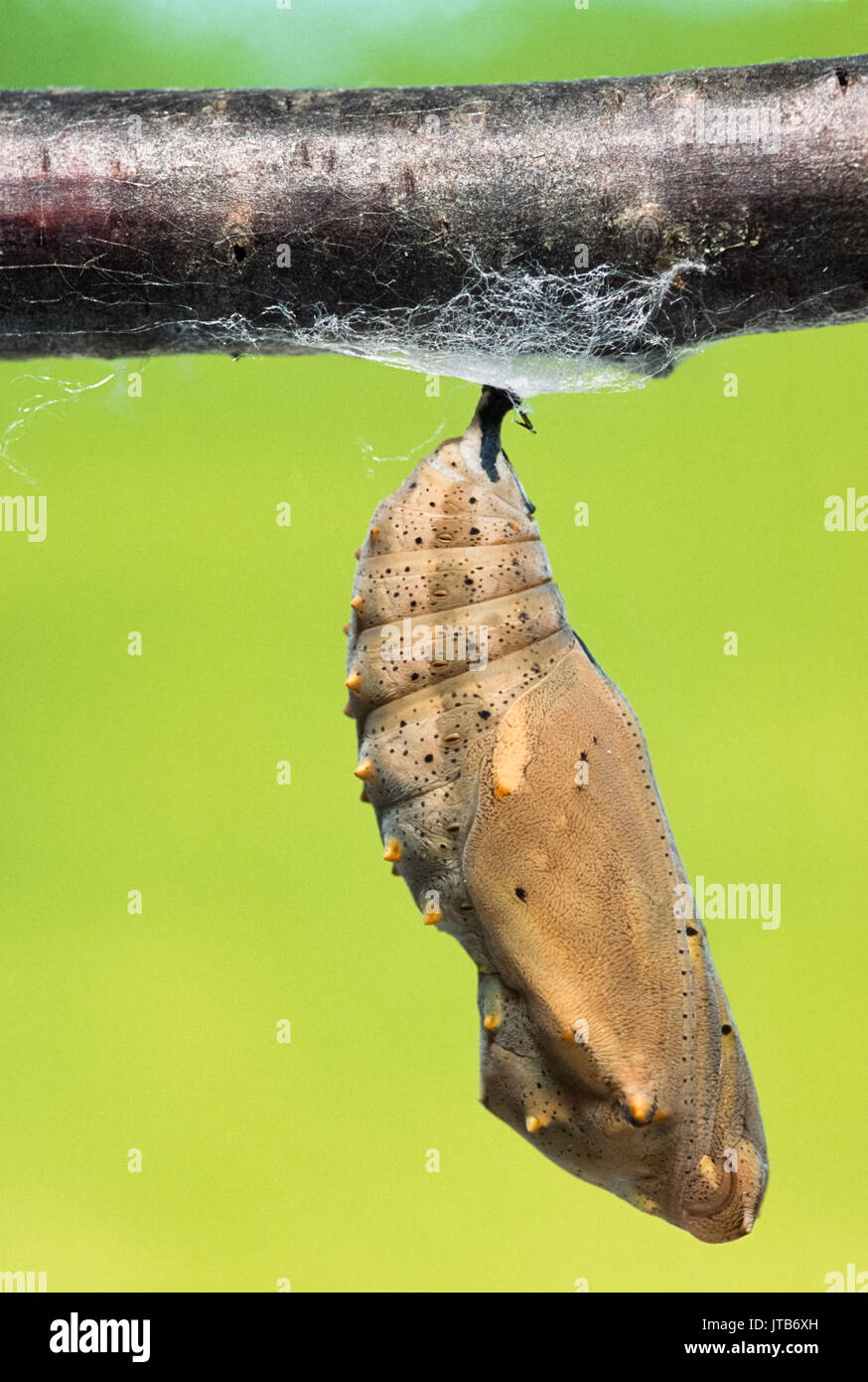 Puppe der Distelfalter (Vanessa cardui), London, Vereinigtes Königreich (Captive) Stockfoto