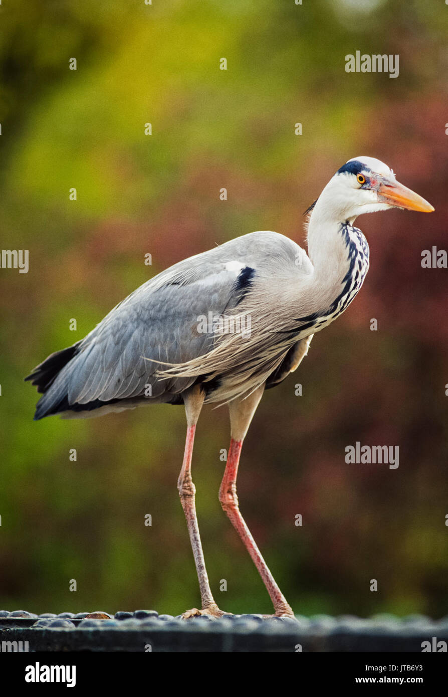 Graureiher, (Ardea cinerea), stehend auf Fußgängerbrücke, Regents Park, London, Großbritannien Stockfoto