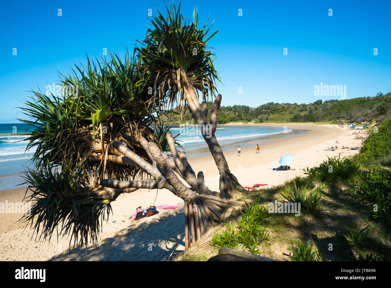 Schraube Kiefer, Pandanus tectorius, Diggers Beach, Coffs Harbour, New South Wales, Australien. Stockfoto