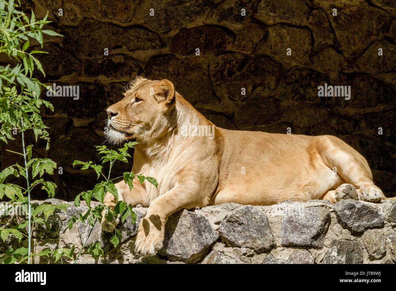 Bild eines Tieres ist ein Erwachsenen Löwin liegend und starrte Stockfoto