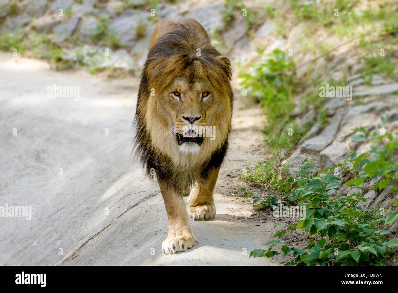 Bild Tiere Erwachsene Löwen geht in den zoo Stockfoto