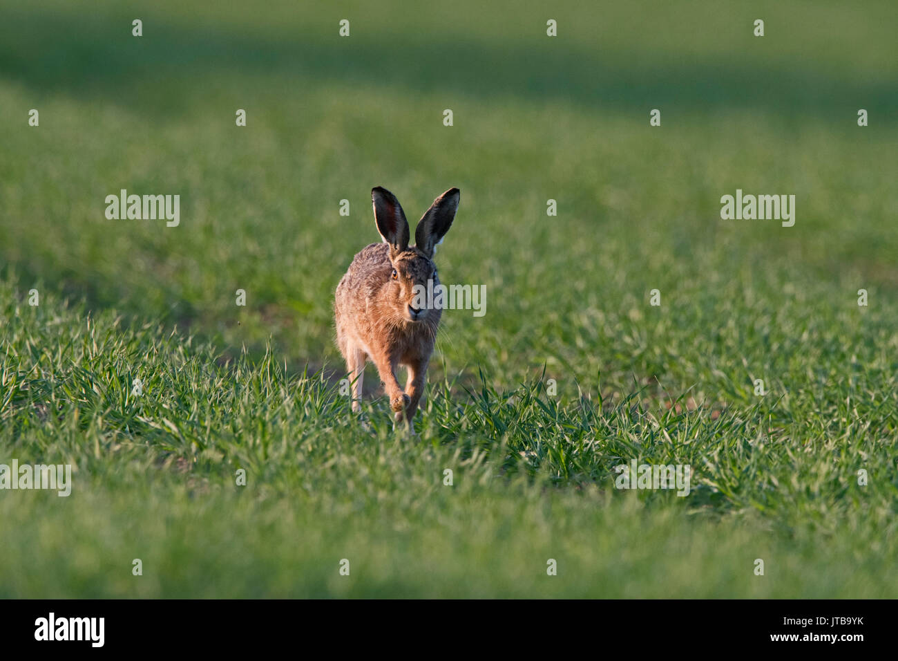 Braun Feldhase Lepus europaeus in landwirtschaftlich genutzten Bereich der Weizen im frühen Frühjahr North Norfolk Stockfoto