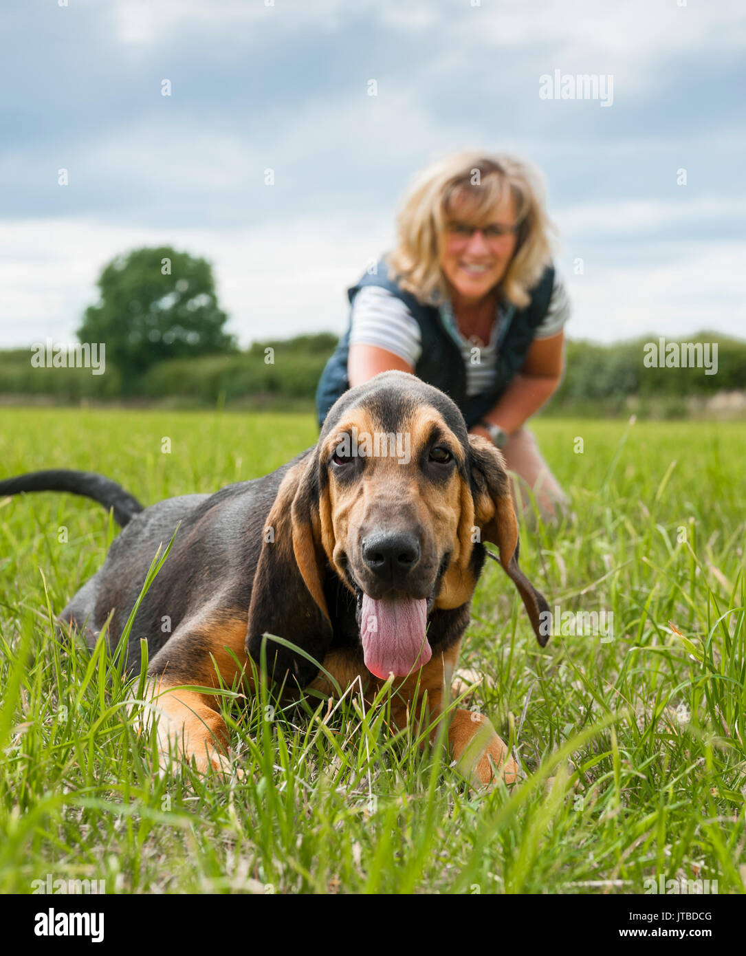 Ein Hundebesitzer mit einem Jungen - 16 Woche alt - bloodhound Welpen aus für einen Spaziergang auf einer seiner ersten Tage Training, in dem die Welpen geting aufgeregt und Ziehen an seine Leitung Stockfoto