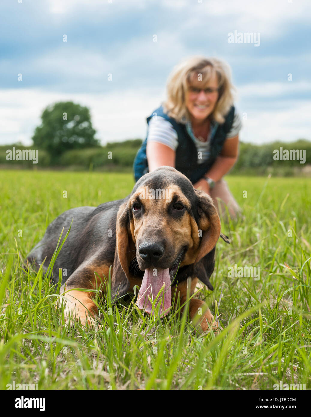 Ein Hundebesitzer mit einem Jungen - 16 Woche alt - bloodhound Welpen aus für einen Spaziergang auf einer seiner ersten Tage Training, in dem die Welpen aufgeregt und Ziehen an seine Leitung Stockfoto