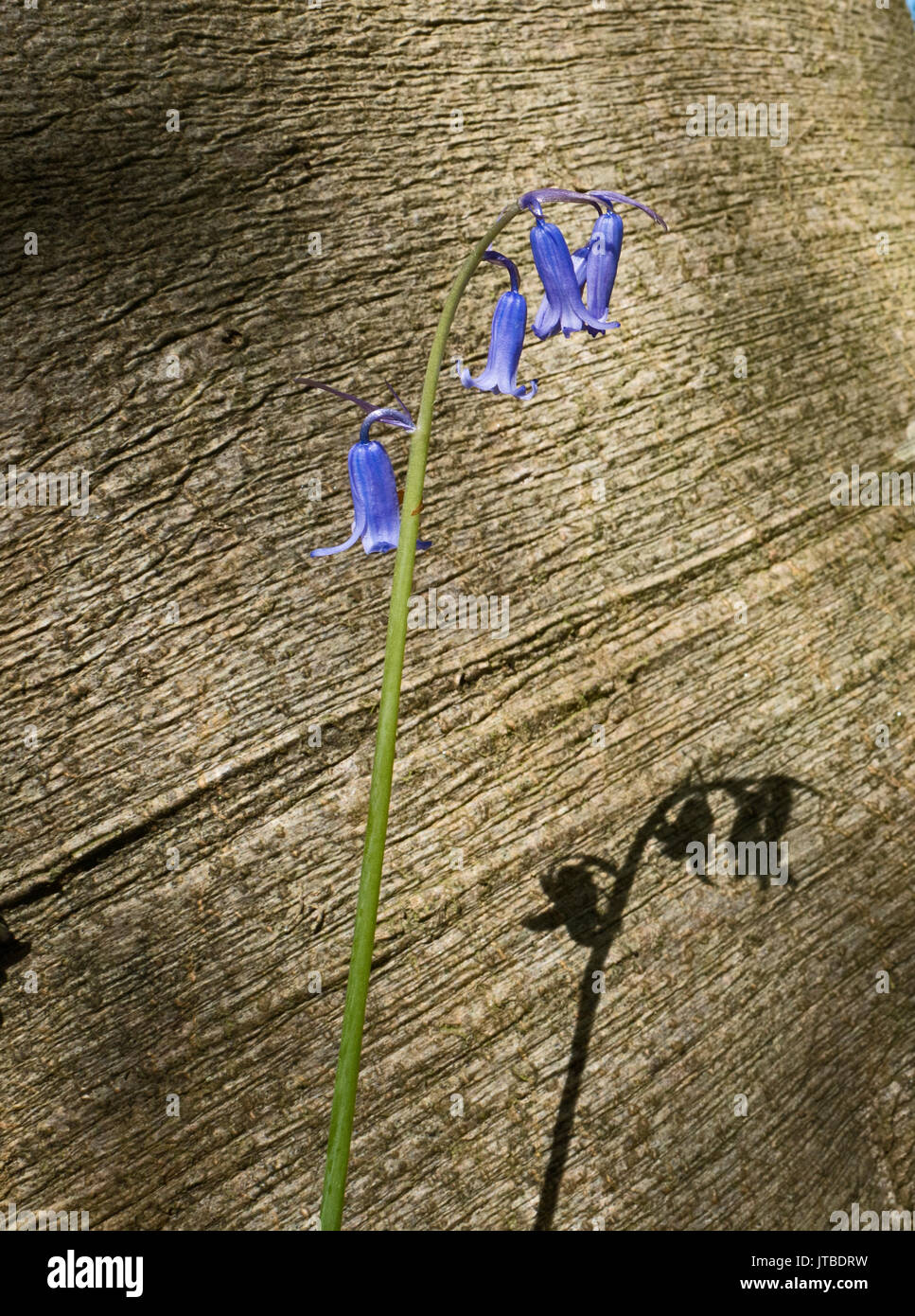 Bluebell und Schatten auf Beech Tree Trunk im Frühjahr an Thursford Holz Norfolk Wildlife Trust finden Norfolk Stockfoto