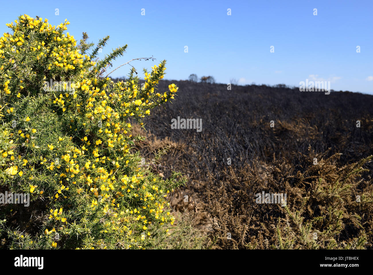 Gorse Bush auf Dartmoor, neben einer Fläche von verbrannt Heide. Stockfoto