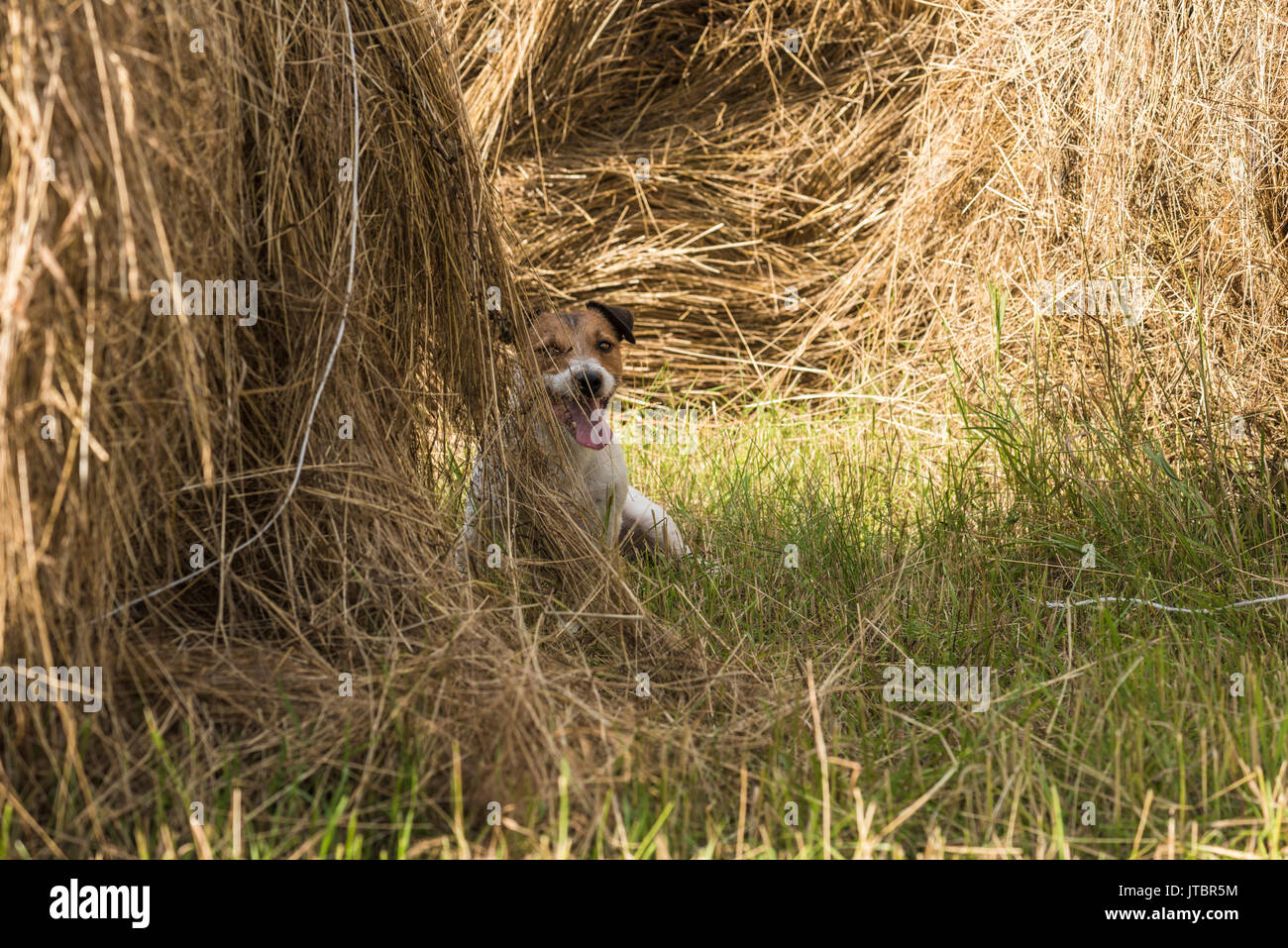 Hund versteckt im Heuhaufen Versteck spielen und Spiel suchen Stockfoto