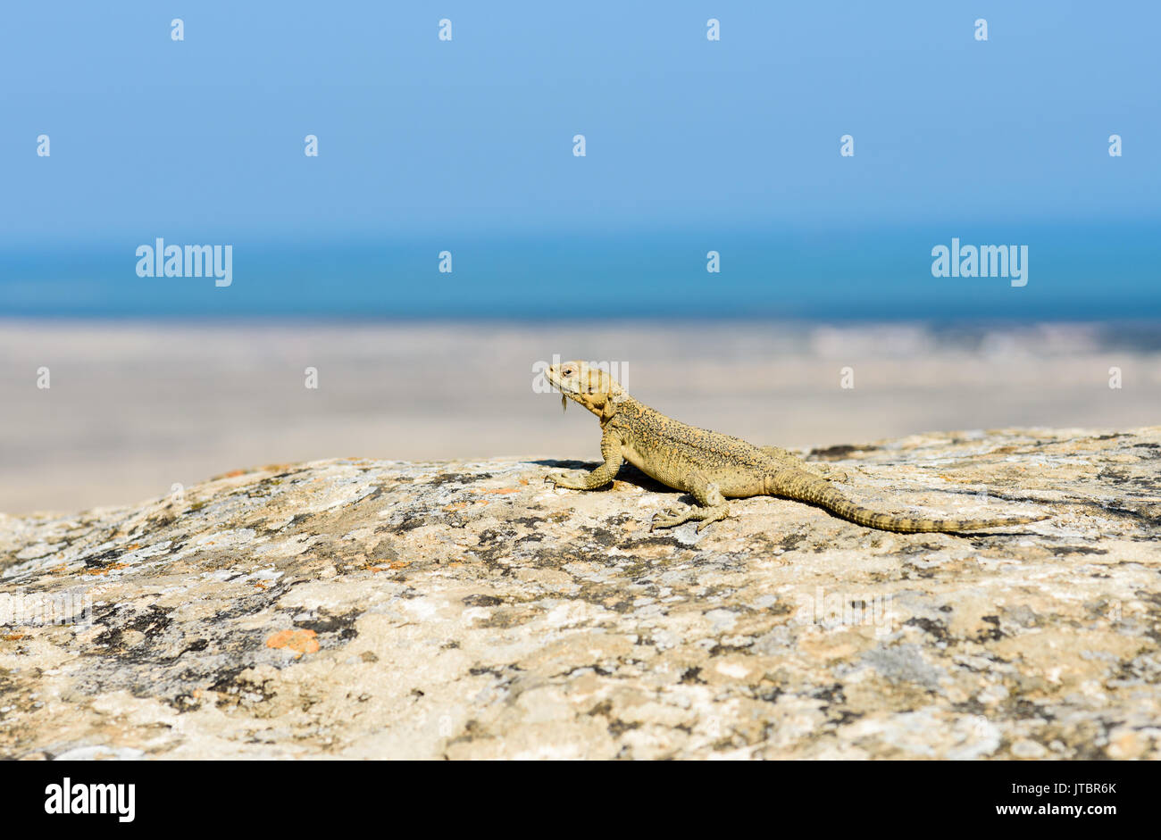 Kaukasische agama Lizard (Laudakia Kaukasus) in Qobustan, Aserbaidschan Stockfoto