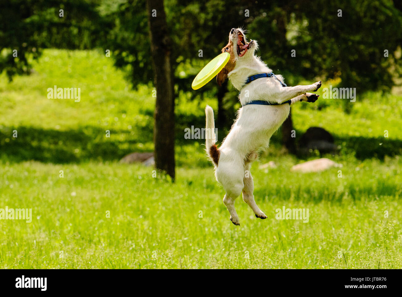 Hund von Zielvorhaben fang Flying Disk Stockfoto