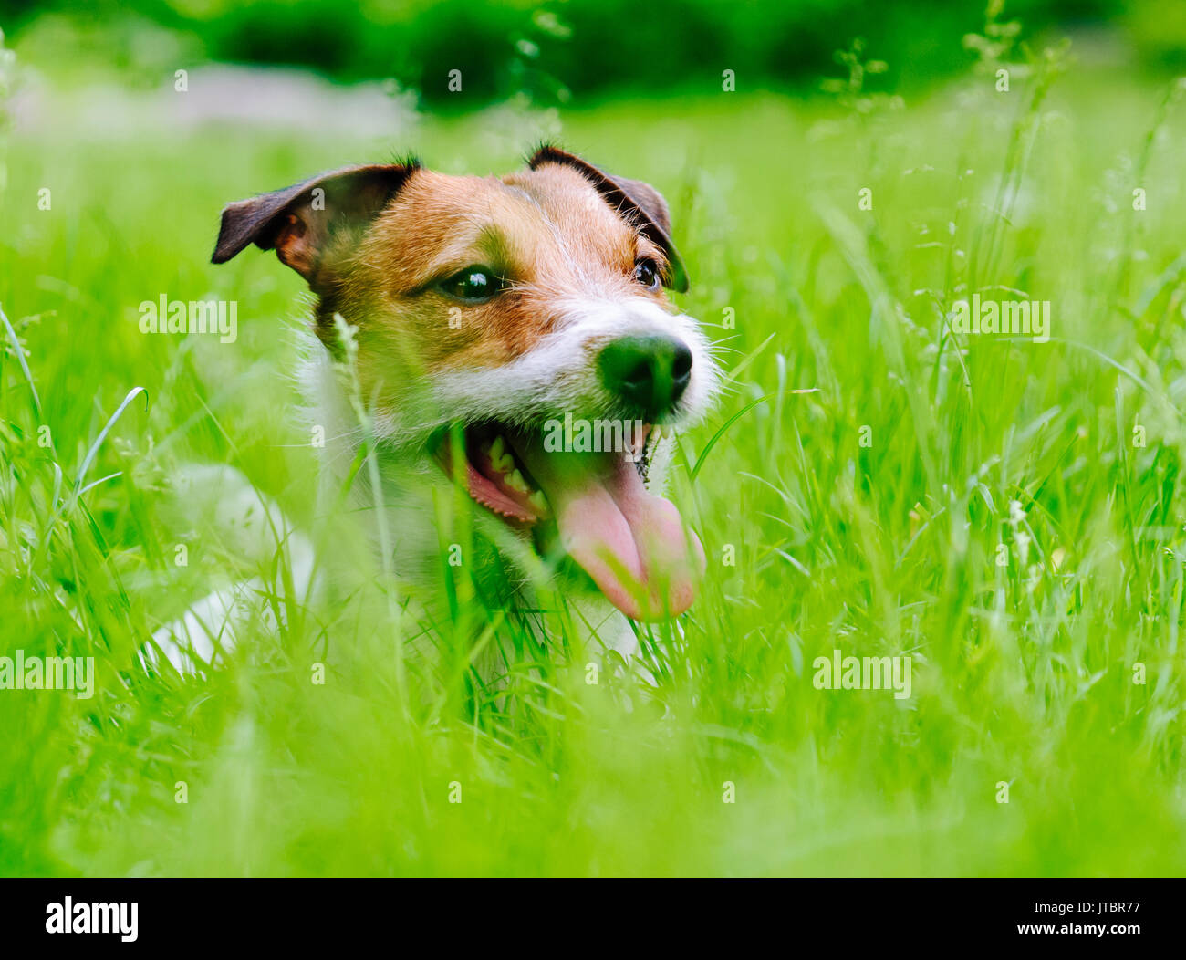 Glücklich und freundlich Charakter Hund auf grünem Gras Hintergrund Stockfoto