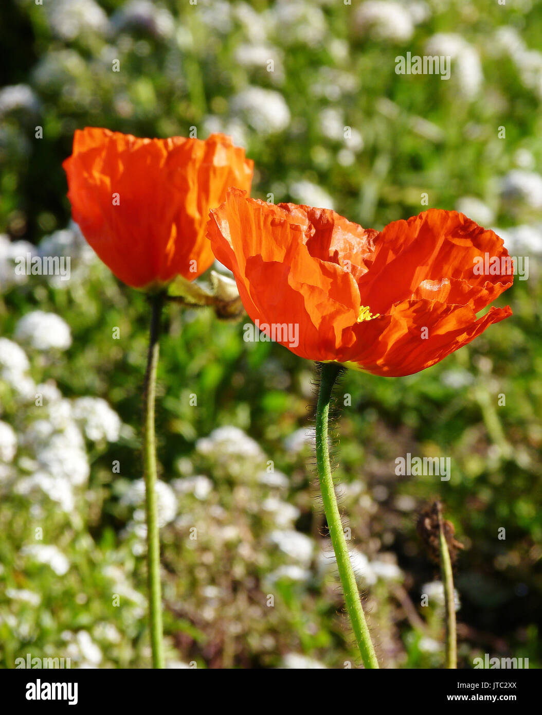 Wenig orange Blumen Stockfoto