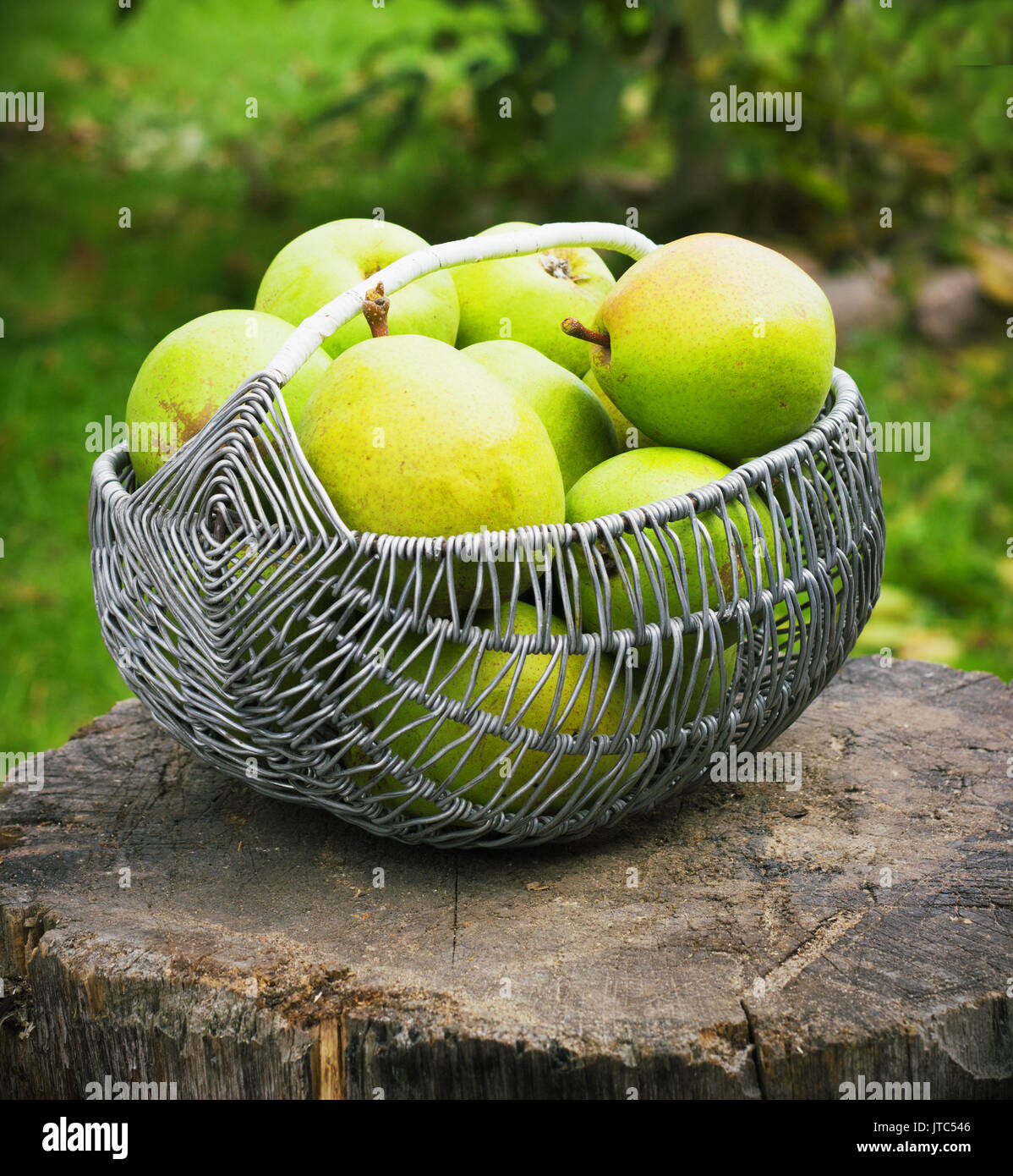 Weidenkorb der reife Birnen draußen im Garten toning Stockfoto