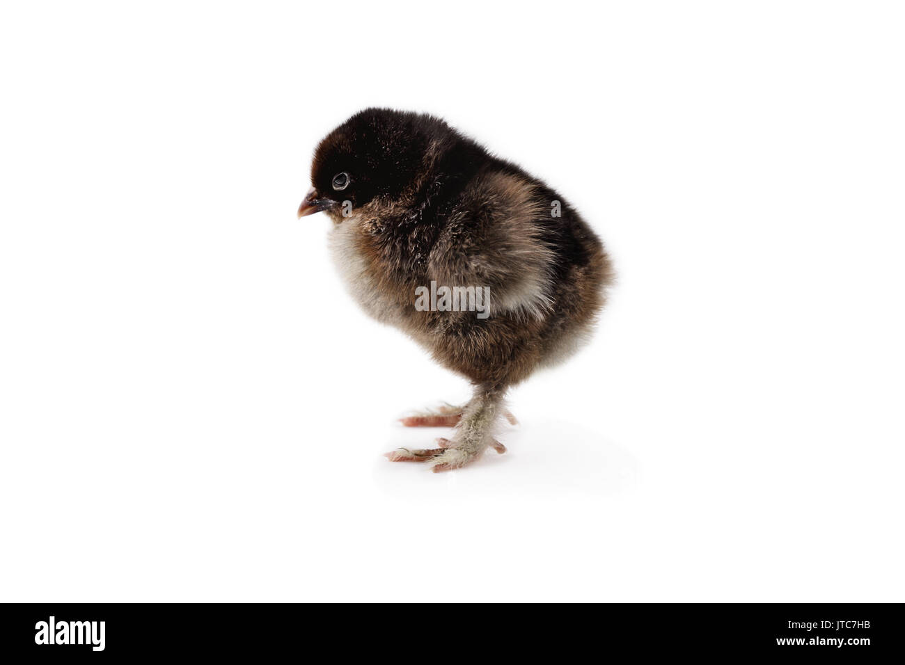 New Born Baby chick, Rebhuhn Cochin oder Pekin, auf weißem Hintergrund mit Licht Schatten isoliert. Extreme Tiefenschärfe mit selektiven Fokus auf Flächen Stockfoto