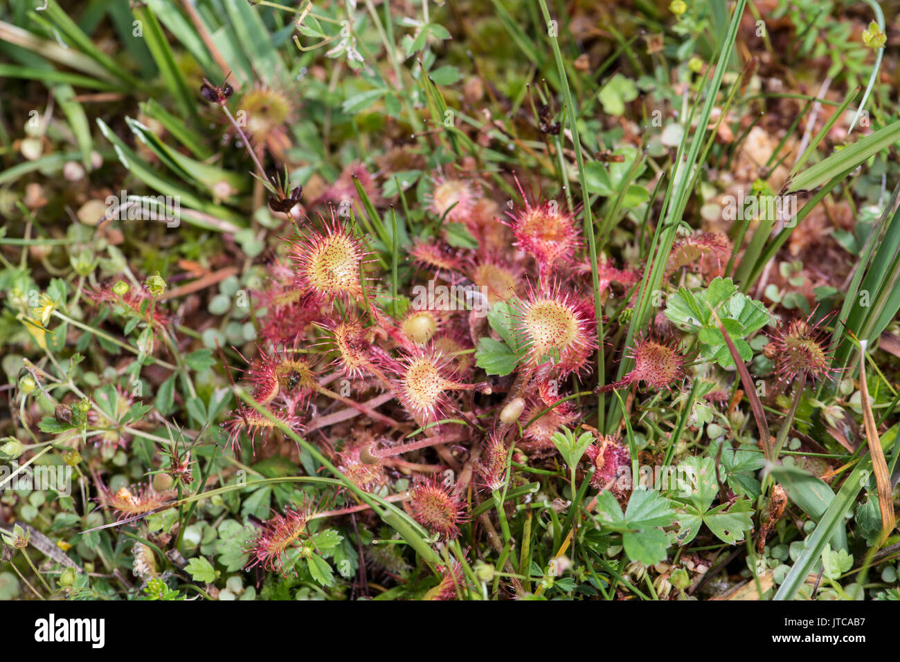 Gemeinsame oder Runde Leaved Sonnentau: Drosera rotundifolia. Dartmoor, Devon, Großbritannien Stockfoto