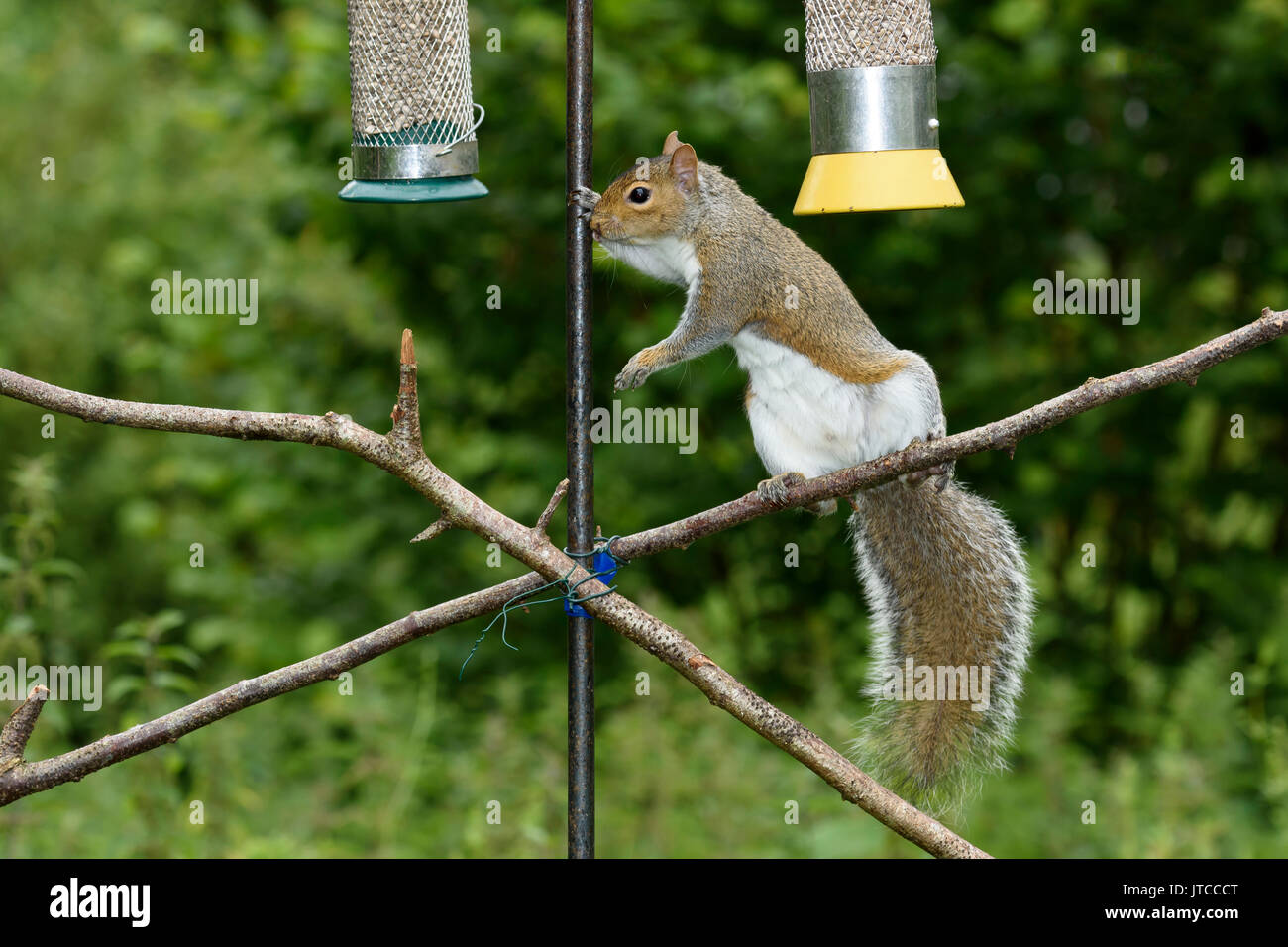 Graue Eichhörnchen (Sciurus carolinensis) zu einem Bird Feeder, Dorset, Großbritannien Stockfoto