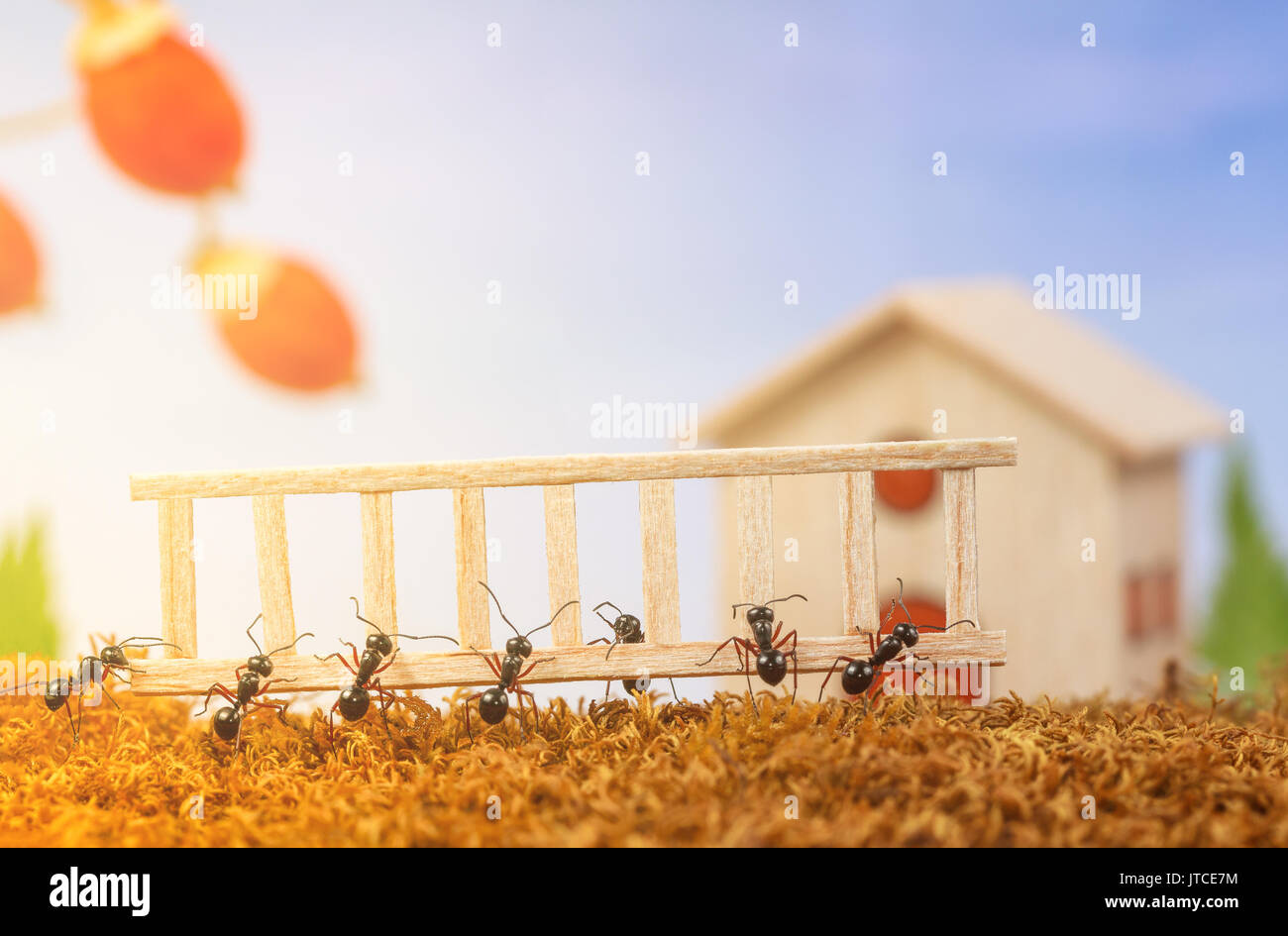 Ameisen ein Haus bauen mit Leiter, Teamarbeit Konzept Stockfoto