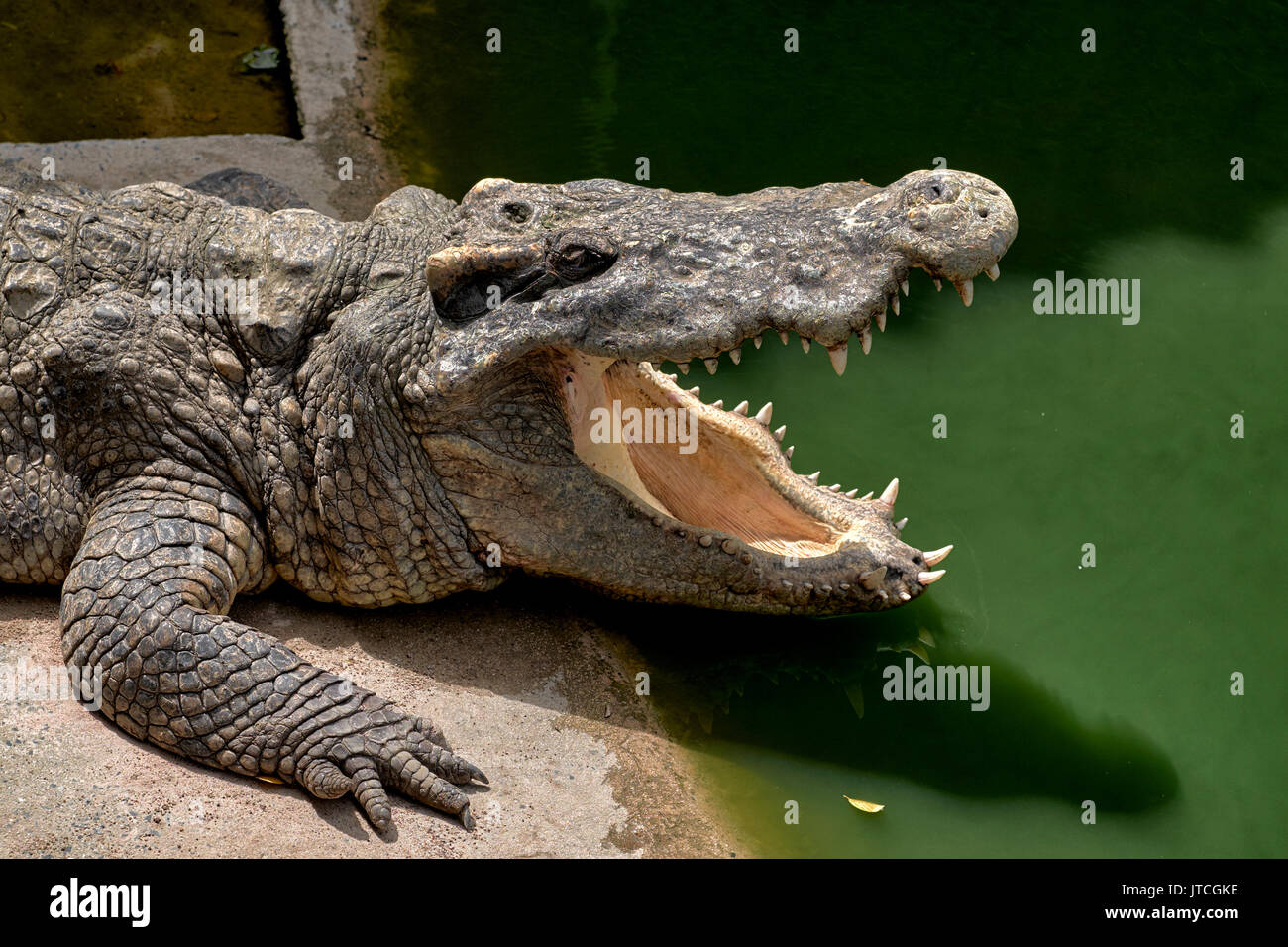 Krokodil Mund öffnen Stockfoto