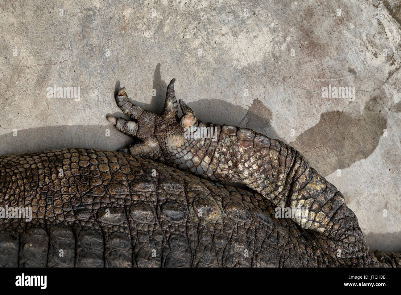 Krokodil Klaue und Fuß Pad Stockfoto