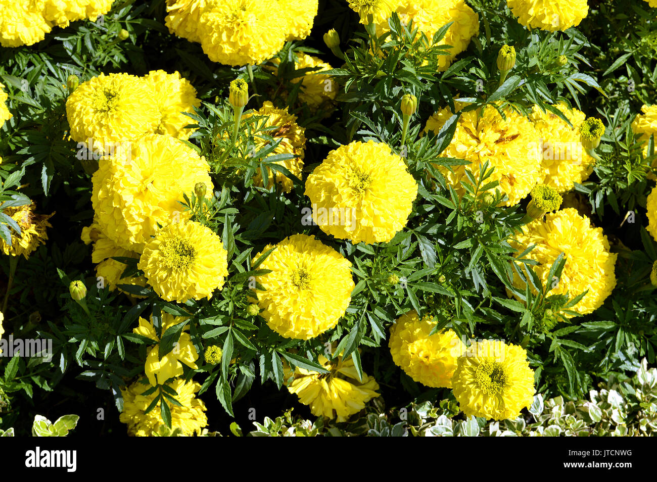 African marigold Lateinischer Name Tagetes erecta 'Discovery Gelb F1' Stockfoto