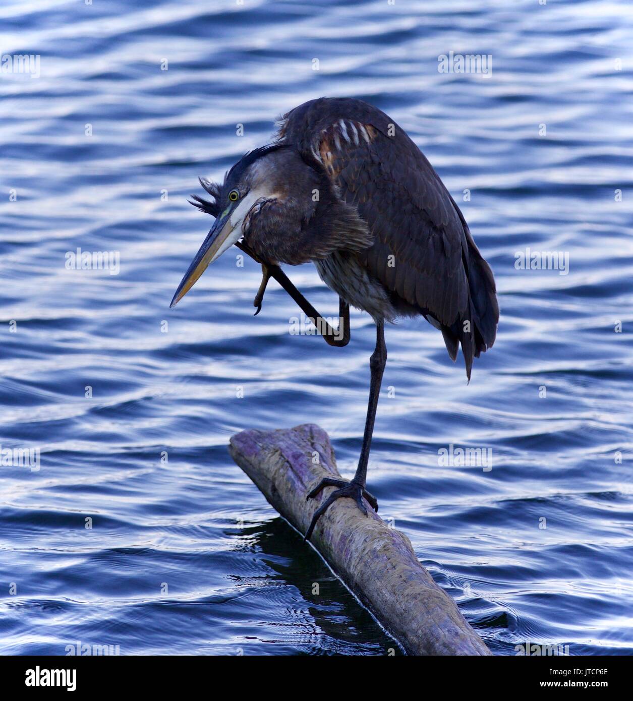 Foto einer Great Blue heron Reinigung Federn Stockfoto