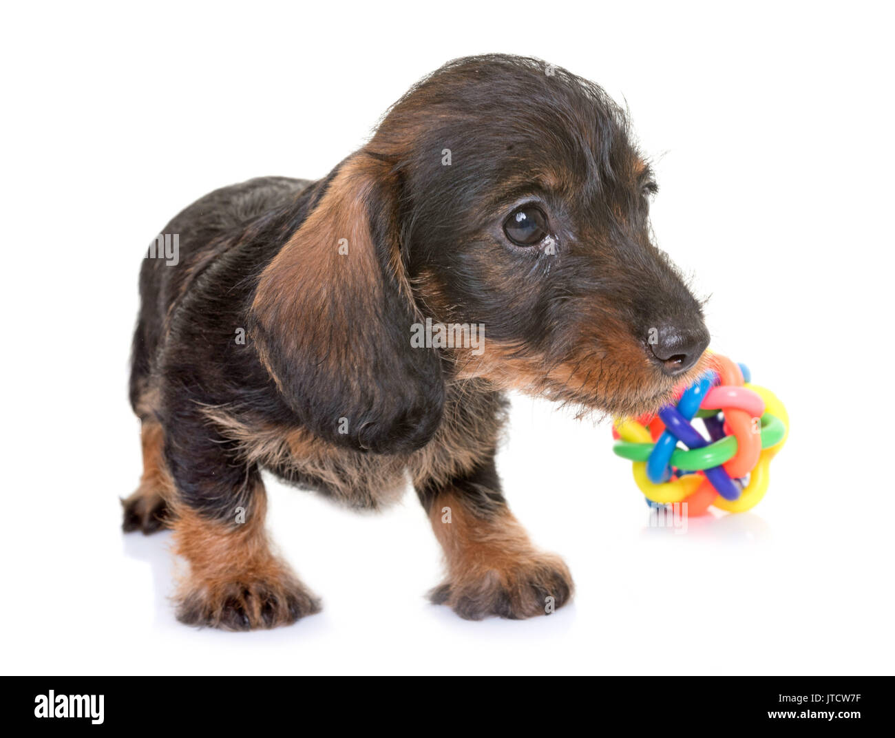 Welpen Wire-haired Dackel vor weißem Hintergrund Stockfoto