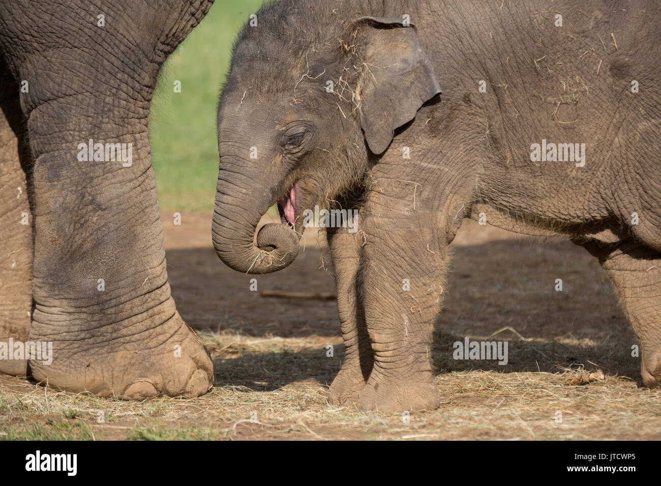 3 Monate alten weiblichen baby Asiatischen Elefanten geschützt unter ihre Mutter Stockfoto