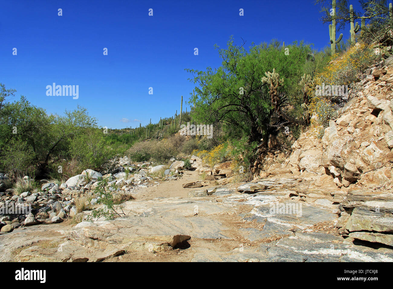 Robuste Wanderweg in Bear Canyon im Sabino Canyon Recreation Area Park in der Sonora Wüste, auf die Santa Catalina Mountains in Tucson, Arizona. Stockfoto