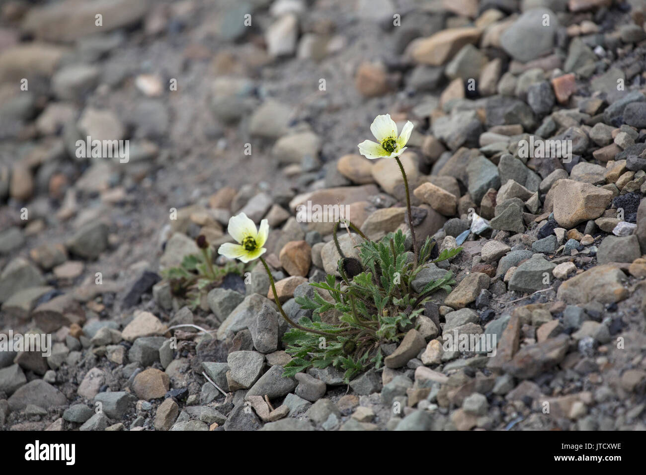 Svalbard Schlafmohn, Papaver dahlianum polare, einzelne Pflanze in Blüte. Im Juni, Longyearbyen, Spitzbergen, Svalbard, Norwegen genommen Stockfoto