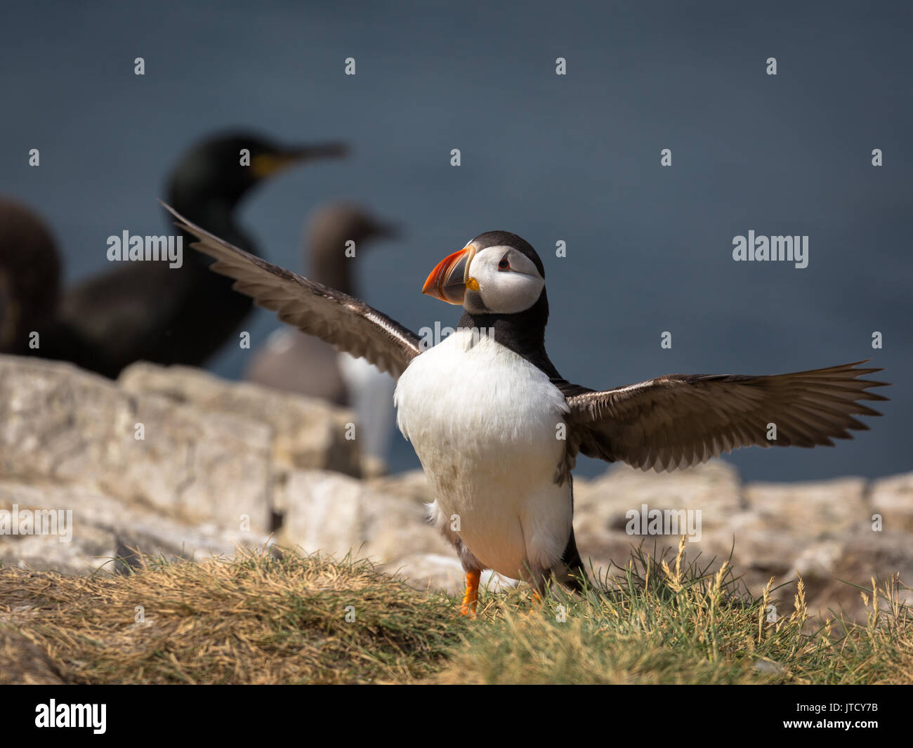 Papageitaucher (Fratercula arctica) in der Wildnis an der Küste Norden Großbritanniens Stockfoto