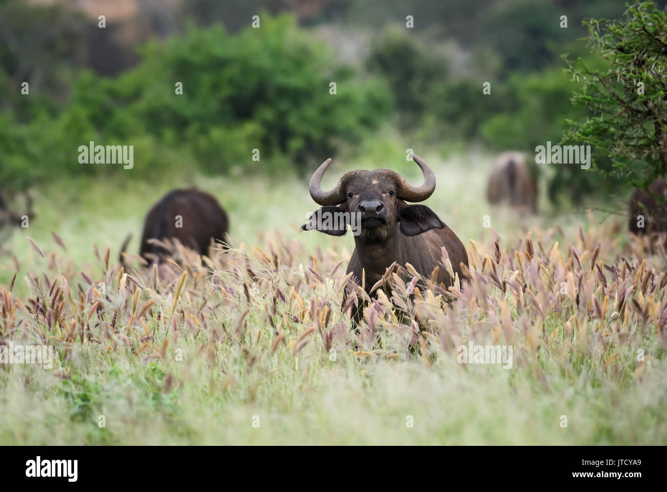Afrikanische Büffel - Syncerus caffer, Kenia, Afrika Stockfoto